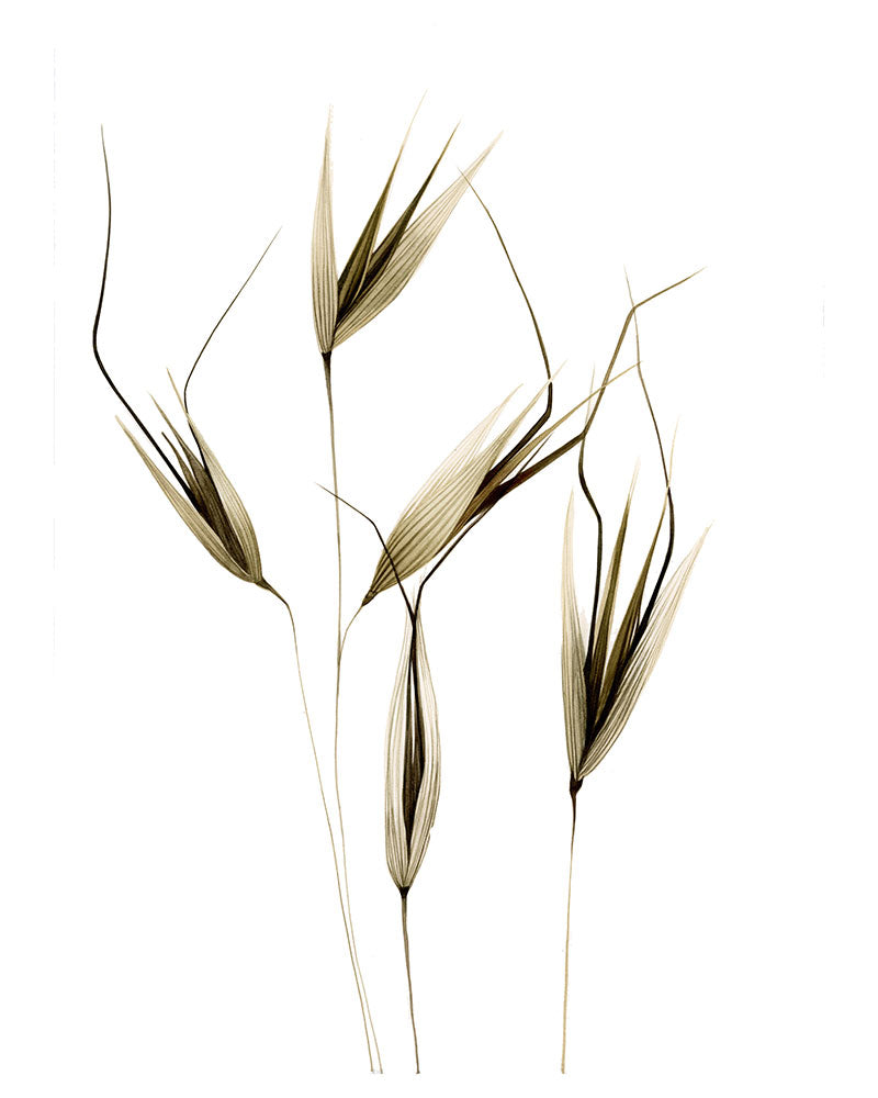 Avena (particolare)