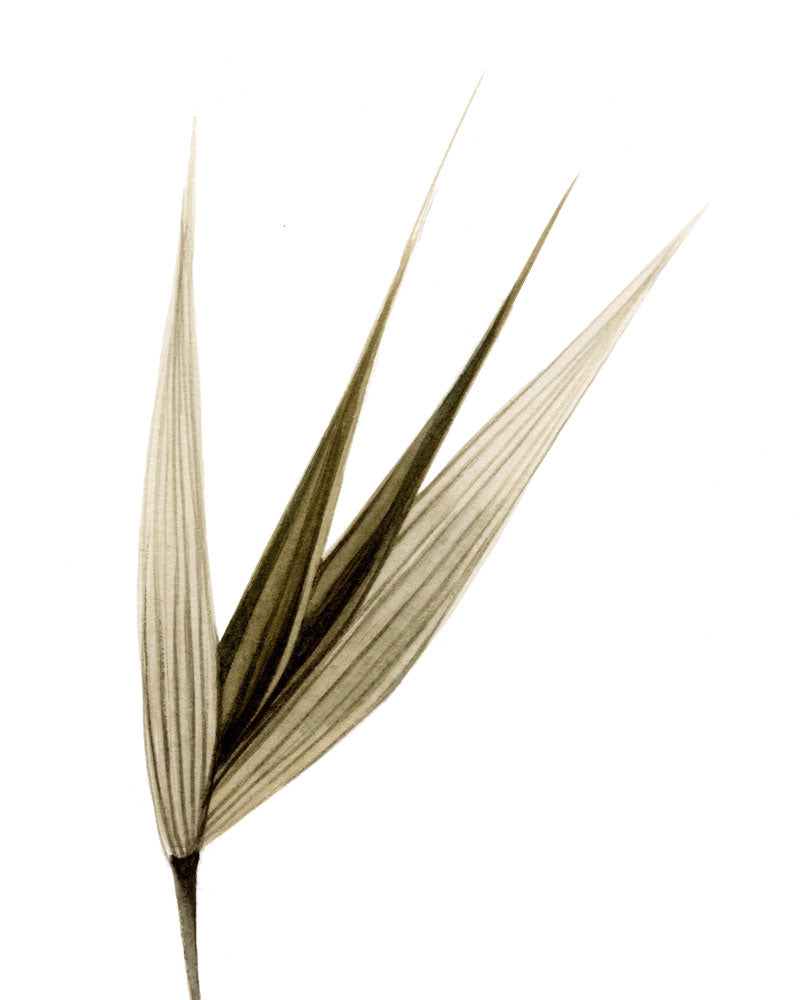 Avena (particolare)
