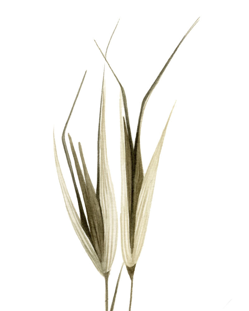 Avena