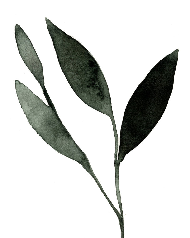 Agrostis (particolare)