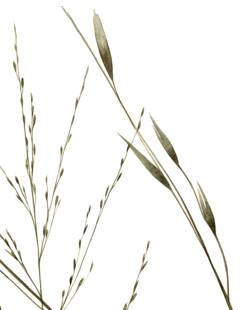 Molinia (particolare)
