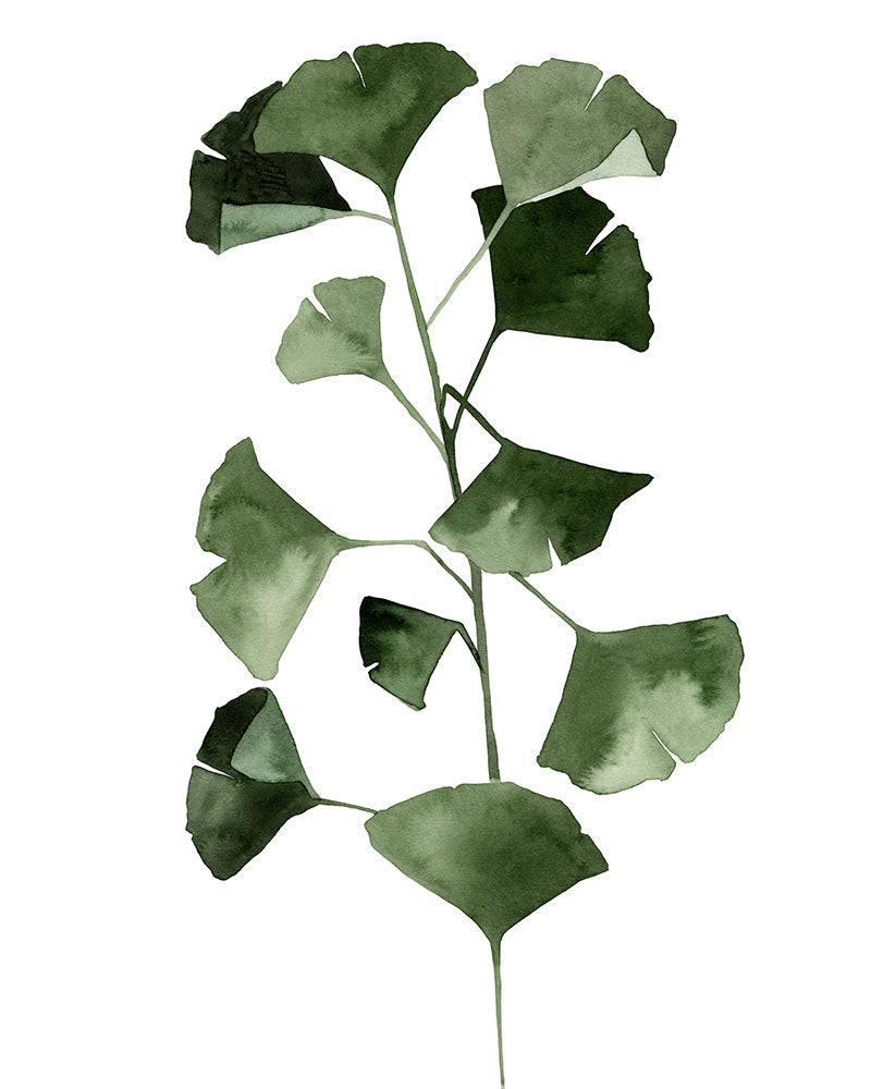 Ginkgo biloba (particolare)