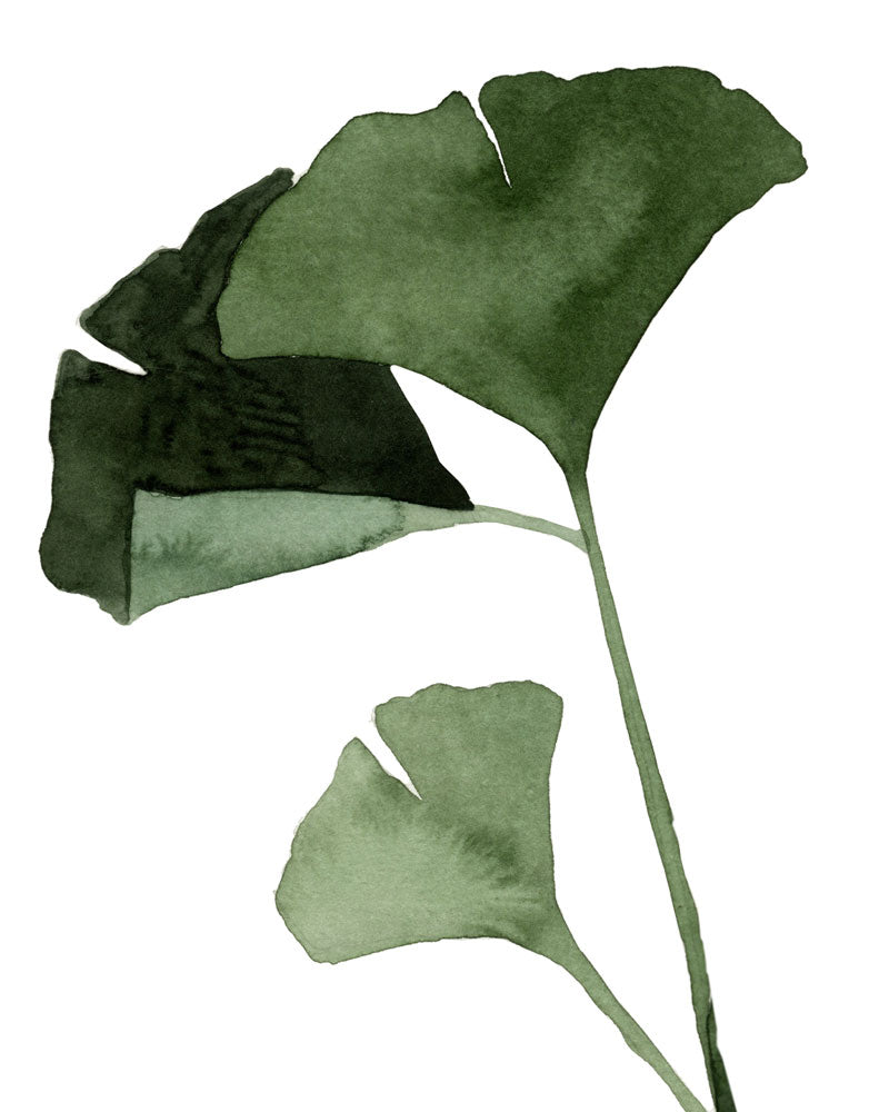 Ginkgo biloba (particolare)