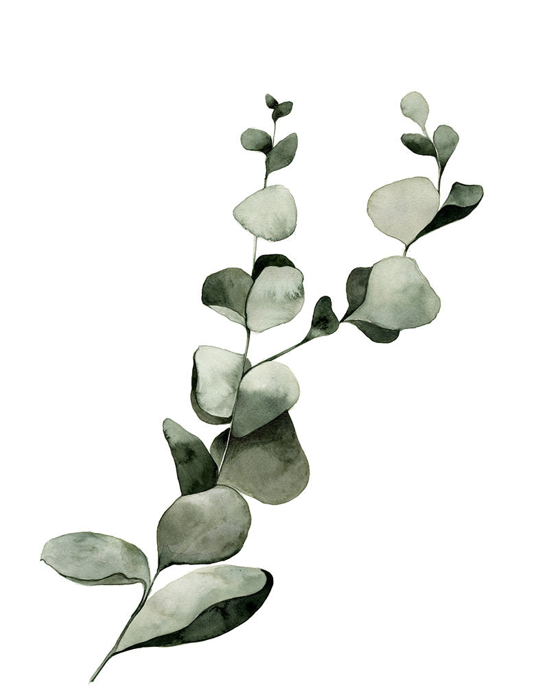 Eucalipto (particolare)
