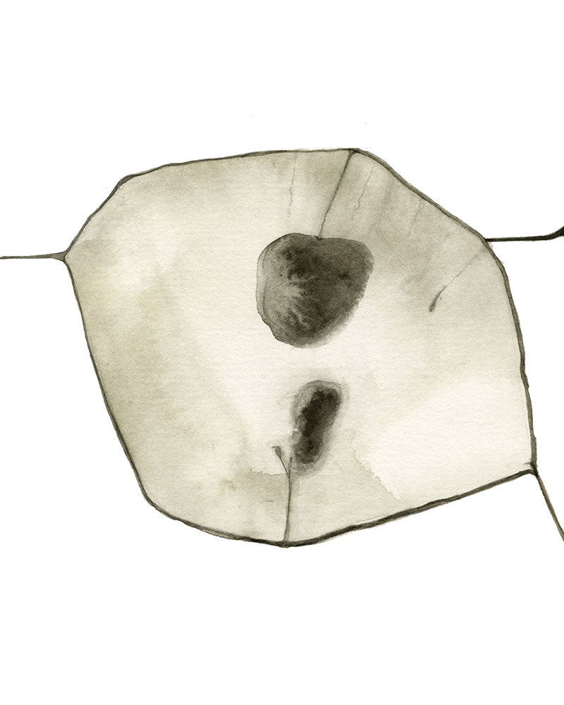 Lunaria (particolare)