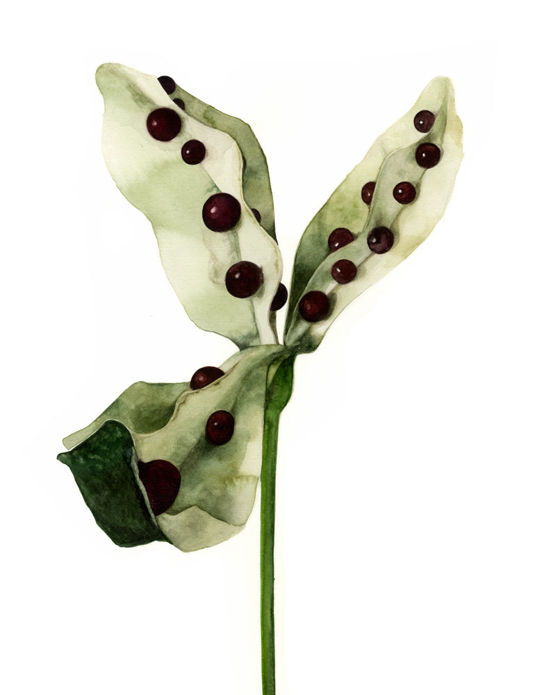 Baccello di Iris