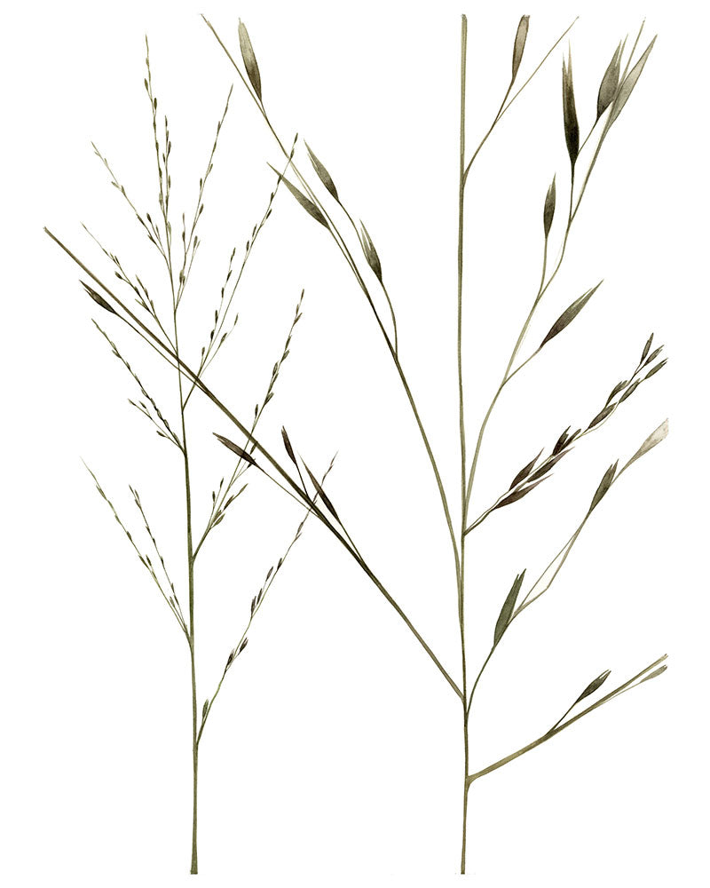 Molinia  (particolare)