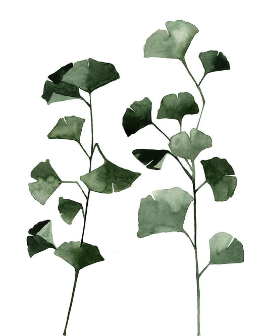 Ginkgo biloba