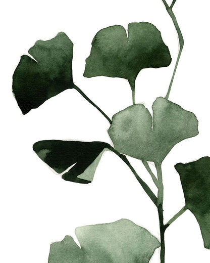 Ginkgo biloba