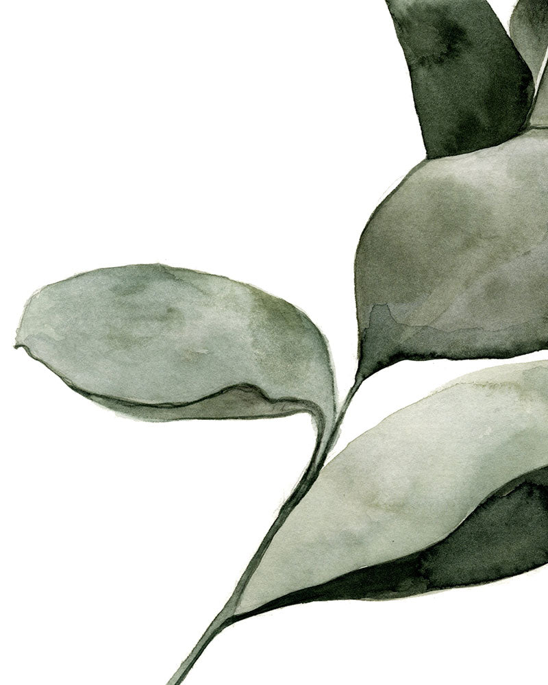 Eucalyptus