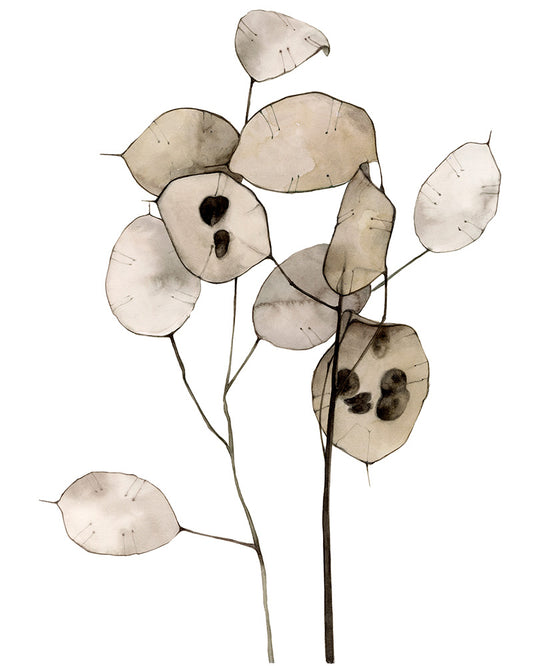 Lunaria