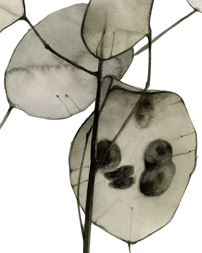 Lunaria