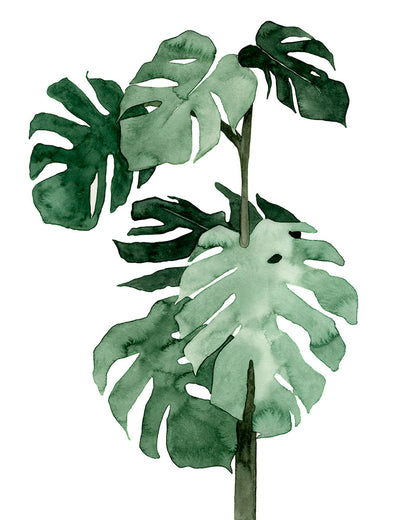 Monstera