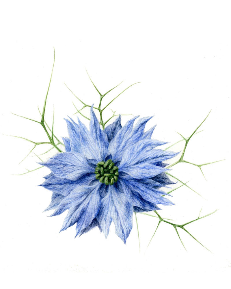 Nigella - Shiva Foresti