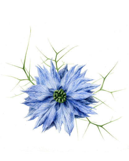 Nigella - Shiva Foresti