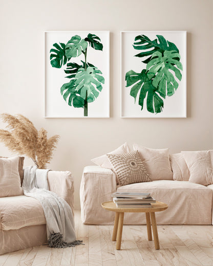 Monstera